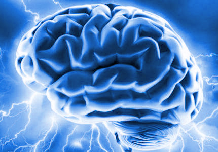 brain